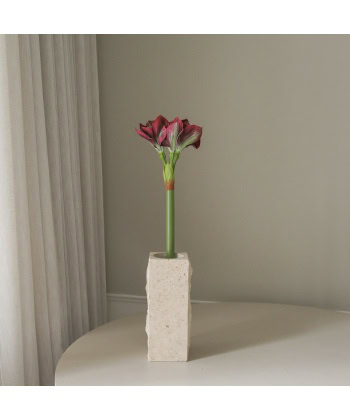 Amaryllis, burgunder