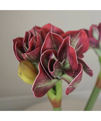 Amaryllis, burgunder - Bilde 2