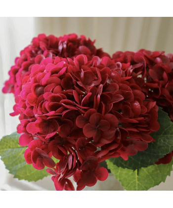 Hortensia, dyp rød - Bilde 2